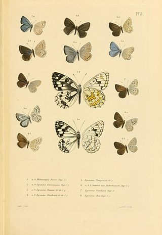 <i>Glabroculus</i> Butterfly genus in family Lycaenidae