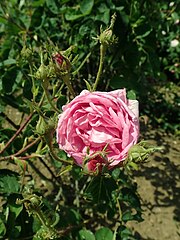 Rosa × centifolia L. (Rosarium Sangerhausen)