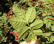 Rosa rubiginosa leaf (21).jpg