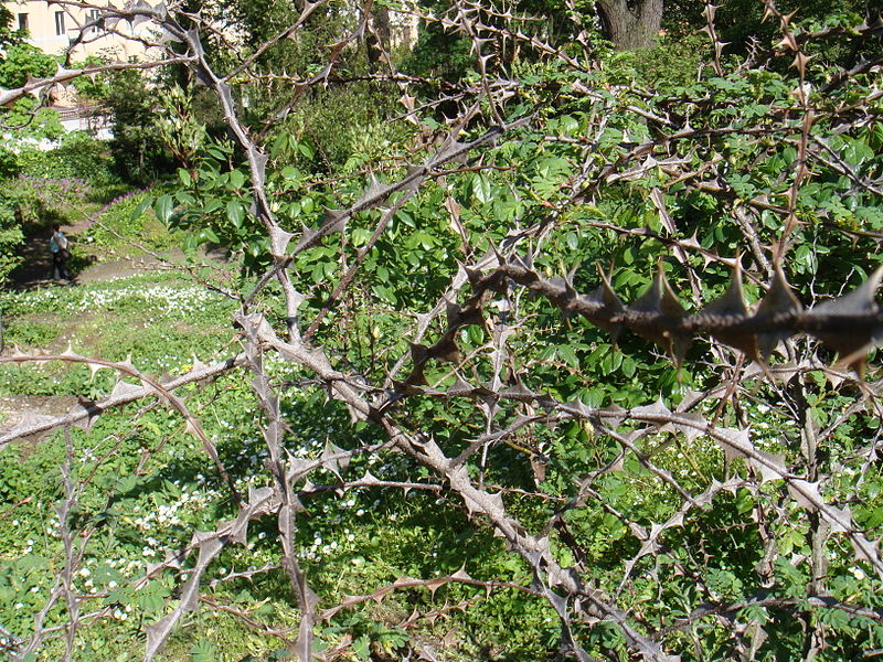 File:Rosa sericea f pteracantha 1.JPG