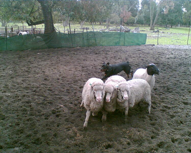 File:Rottweiler Herding Sheep 1.jpg