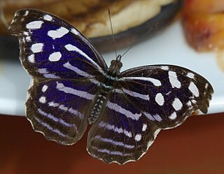 <span class="mw-page-title-main">Biblidinae</span> Subfamily of the butterfly family Nymphalidae