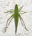 Große Schiefkopfschrecke (Ruspolia nitidula), ♀