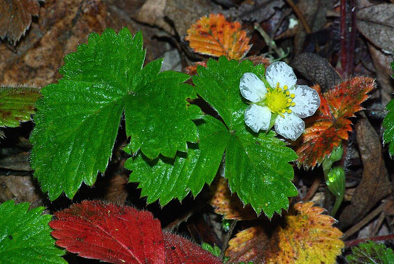 File:STRAWBERRY, VIRGINIA (fragaria virginiana) (3-3-09) coon creek -1 (3334428462).jpg