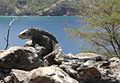 Iguane aux Saintes