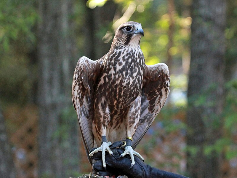 File:Saker Falcon RWD3.jpg