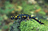 Salamandre salamandra (Marek Szczepanek) .jpg