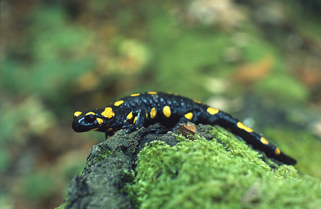 Salamandre maculée — Wikipédia