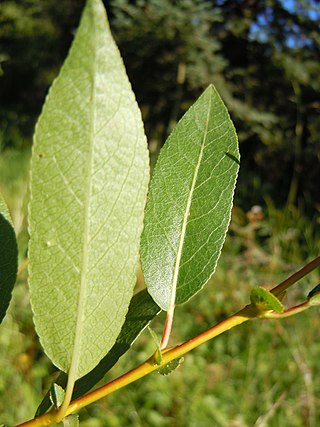 <i>Salix boothii</i> Species of willow