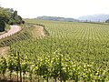 Pienoiskuva sivulle Viinintuotanto Italiassa
