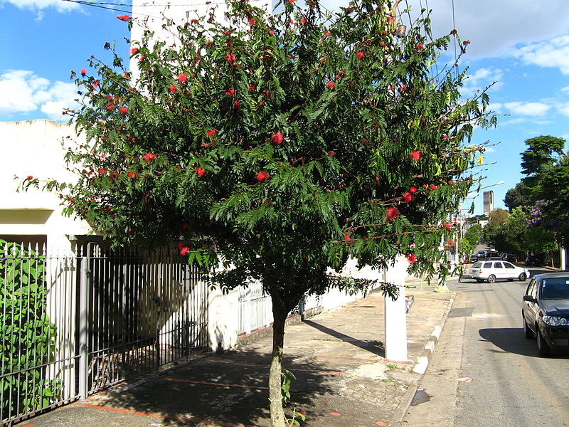 File:Sao Paulo Brazil (Calliandra dysantha), flower symbol of the Brazilian Savannah, belonging to the family Mimosaceae-Mimosa". (2505548951).jpg