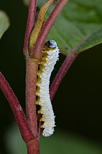 Thumbnail for File:Sawfly (Symphyta) Larva - Waterloo, Ontario.jpg
