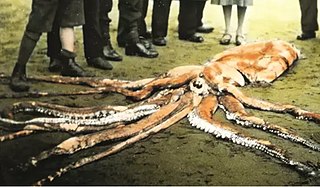 #107 (14/1/1933) Hand-coloured black-and-white photograph of the giant squid found washed ashore on Scarborough's south beach, England, on 14 January 1933, from a magic lantern slide (c. 1930s) as featured in Robin Lidster's Scarborough From Old Photographs[110]