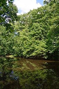 Schleswig-Holstein, Heiligenstedten, Landschaftsschutzgebiet Waldfläche „Heiligenstedtener Holz“ NIK 6667.JPG