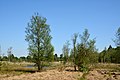 * Nomination Impressionen aus dem Landschaftsschutzgebiet "Landschaftliches Hochmoor" in Krumstedt, Schleswig-Holstein.Dieses Bild zeigt das Schutzgebiet in der World Database on Protected Areas (WDPA) mit der Nummer322412 --Nightflyer 20:03, 19 May 2018 (UTC) * Promotion Good quality. --Moroder 23:24, 19 May 2018 (UTC)