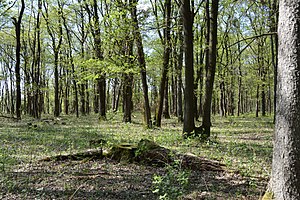 Schleswig-Holstein, Reher, Kratt NIK 0246.JPG