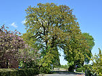 Schleswig-Holstein, Tangstedt, natural monument 39-02 NIK 3381.JPG