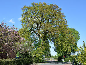 Schleswig-Holstein, Tangstedt, Naturdenkmal 39-02 NIK 3381.JPG