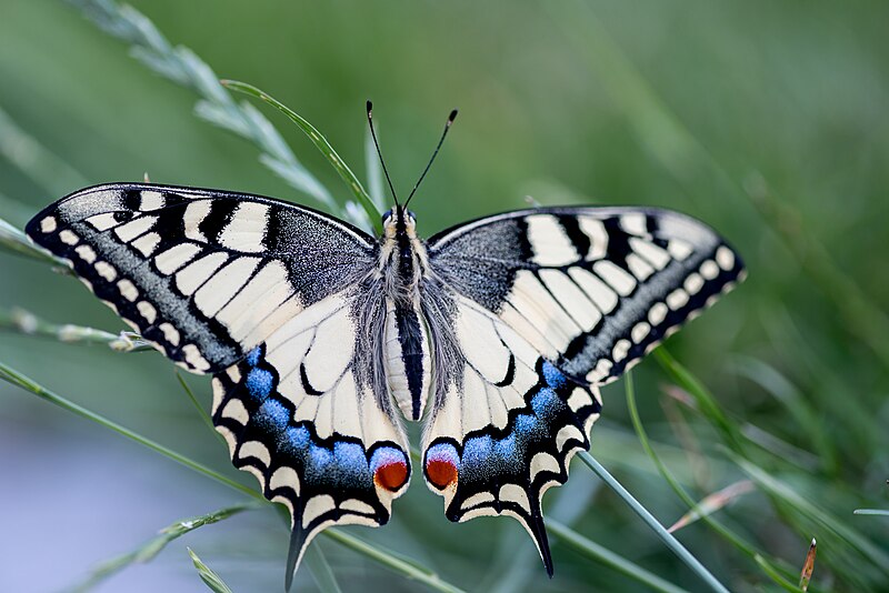 File:Schwalbenschwanz Papilio Machaon (217453115).jpeg