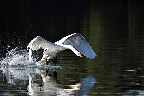 Schwan über dem Peringser Maar (Germany)