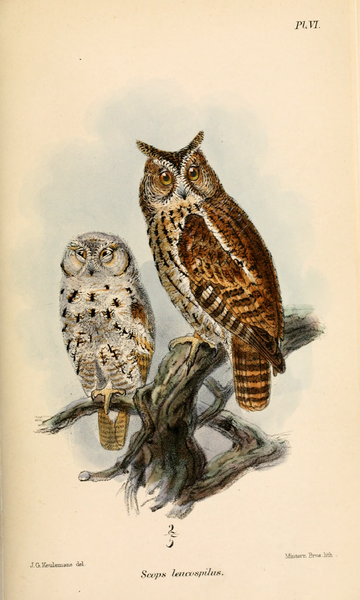 File:ScopsLeucospilusKeulemans.png