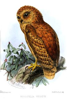 Rufous fishing owl