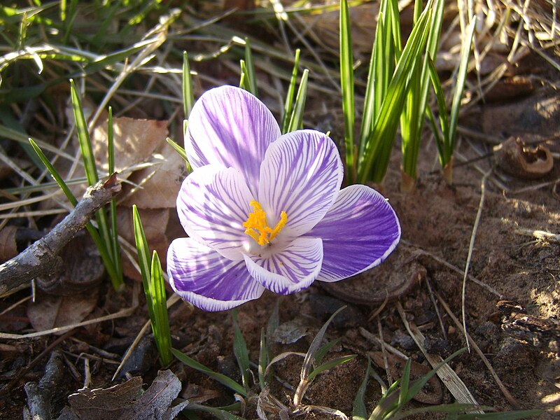 File:Second Crocus.jpg