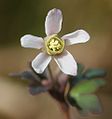 ヒメウズ（Semiaquilegia adoxoides）の花