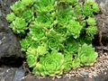 Miniatura per Sempervivum ingwersenii