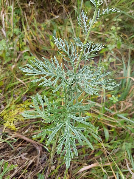 File:Senecio erucifolius sl17.jpg