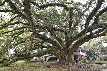 Дерево ис. Дуб семи сестер. Виргинский дуб в Северной Калифорнии. Луизианский дуб семь сестер. Дуб Емен.