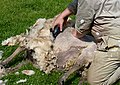 Sheep shearing J2.jpg