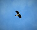 Short-tailed Hawk. Buteo brachyurus - Flickr - gailhampshire.jpg