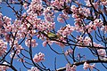 P287 修禅寺紅寒桜 Shuzenjibenikanzakura 枝の写真