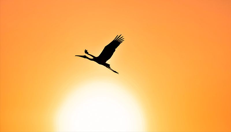 File:Silhouette of Painted Stork flying against the setting Sun.jpg