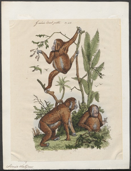 File:Simia satyrus - 1837 - Print - Iconographia Zoologica - Special Collections University of Amsterdam - UBA01 IZ19800041.tif