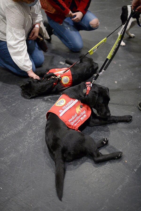 Medical Detection Dogs attend the 2021 Discover Dogs convention at London Excel Centre.