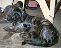 Skye Terrier, dark grey