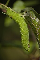 The caterpillar of the eyed hawk-moth Smerinthus ocellatus is camouflaged to match a leafy background in both visible and infra-red light. Smerinthus ocellatus caterpillar on apple tree.jpg