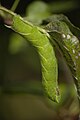 لارو کاترپیلار خال‌چشمی، Smerinthus ocellatus ، دارای سایه وارونه است که باعث می‌شود در جایگاه تغذیه، همرنگ زمینه به نظر برسد.