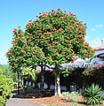 * Nomination African tulip tree in Puerto de la Cruz, Tenerife. --Cayambe 10:11, 26 December 2023 (UTC) * Promotion  Support Good quality. --Mike Peel 10:45, 26 December 2023 (UTC)