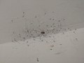 Spider Colony at My Office in Surat.jpg