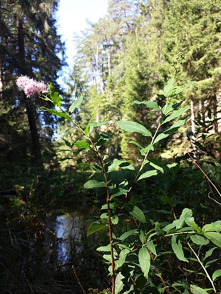 File:Spiraea salicifolia sl8.jpg