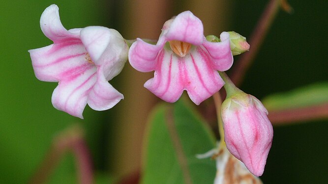 Spreading Dogbane (Apocynum androsaemifolium)