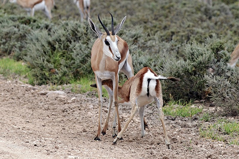 File:Springbok (Antidorcas marsupialis hofmeyri) suckling.jpg