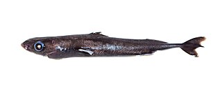 <span class="mw-page-title-main">Smalleye pygmy shark</span> Species of shark