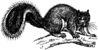 drawing of squirrel facing right on branch