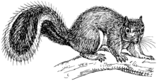Squirrel (PSF).png