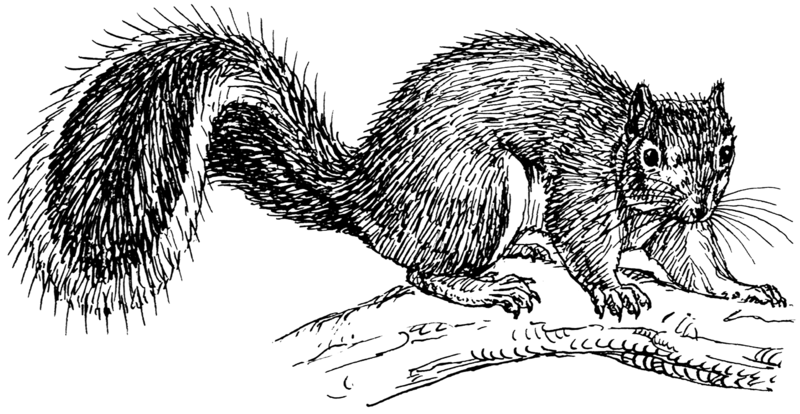 File:Squirrel (PSF).png