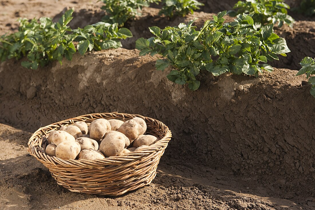 Pomme de terre transgénique